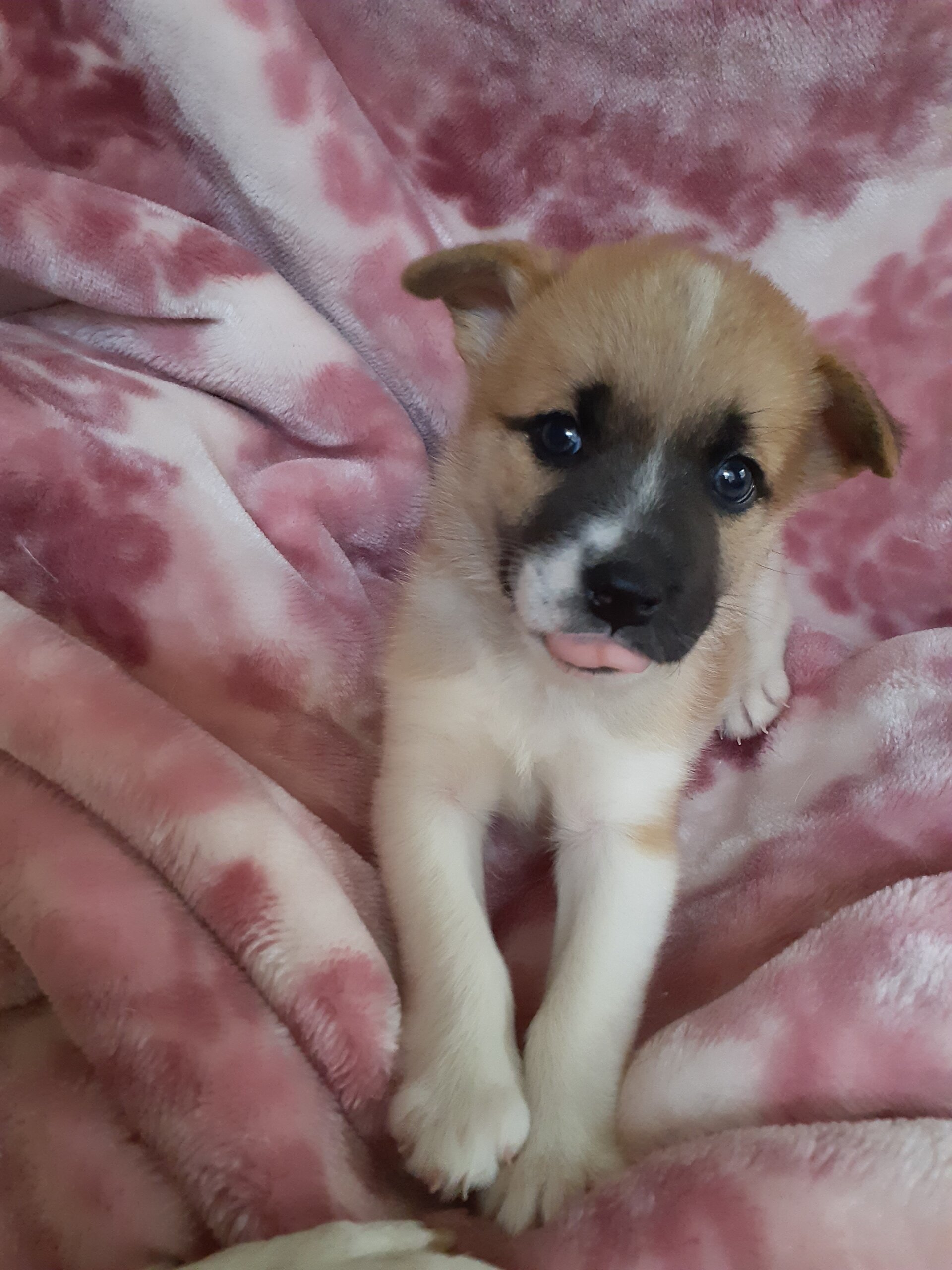 生後４5日の子犬（女の子）