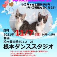 11/7(日）根本ダンススタジオ保護猫譲渡会