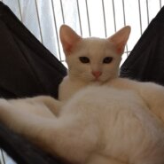 【保護猫】ミル推定8ヶ月♀白猫