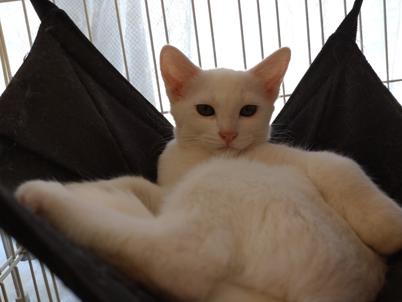 【保護猫】ミル推定8ヶ月♀白猫