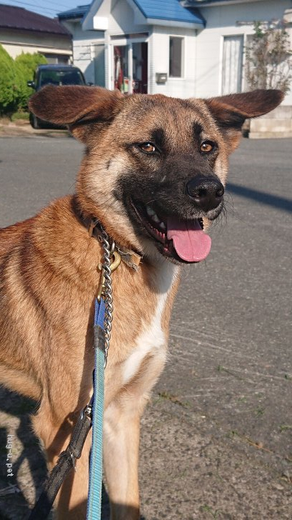 困り顔が可愛いびびり君です♪