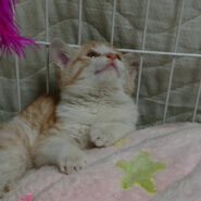 抱っこ大好き茶白仔猫のミルクちゃん！