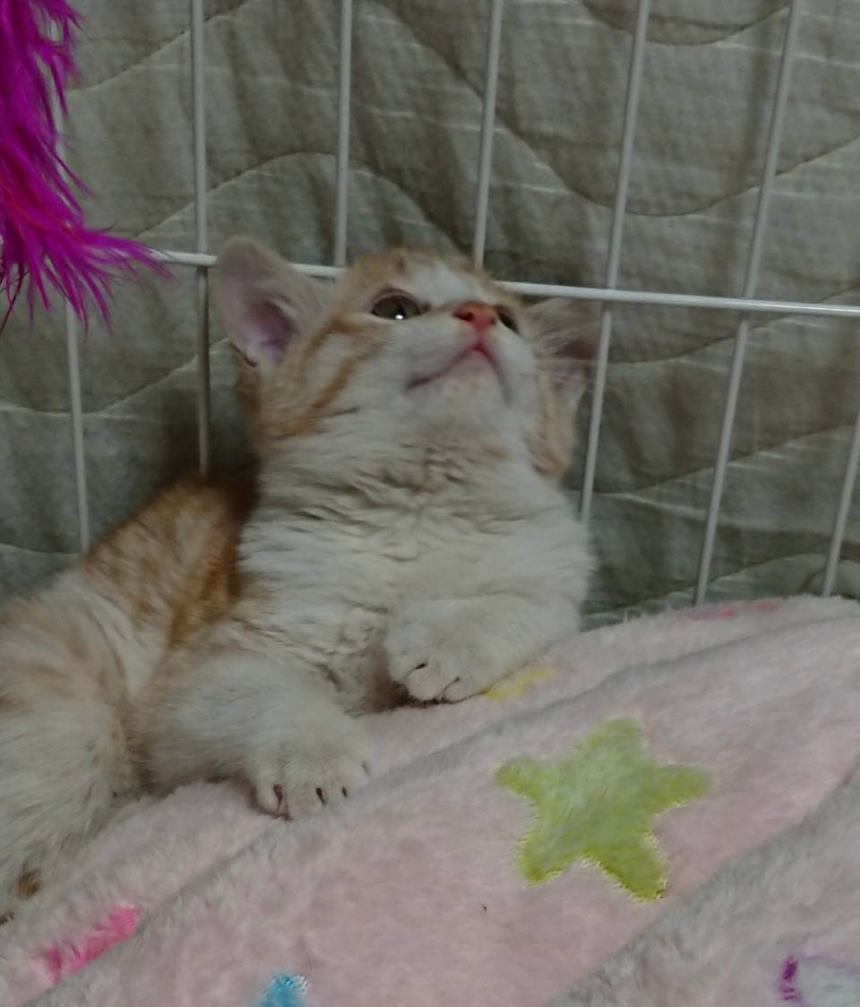 抱っこ大好き茶白仔猫のミルクちゃん！