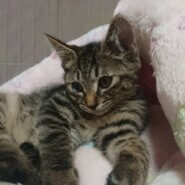 とてもジュートなキジトラ仔猫のキキちゃん！