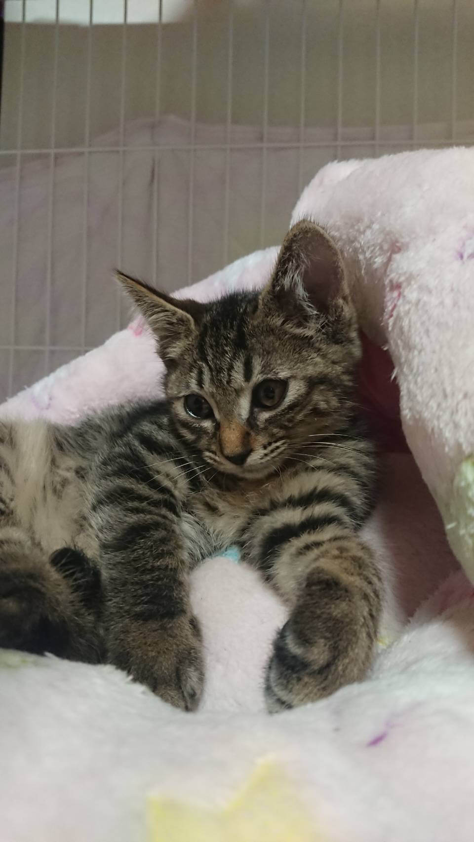 とてもジュートなキジトラ仔猫のキキちゃん！