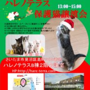 【さいたま市】１２/５（日）ハレノテラス保護猫譲渡会