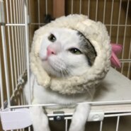 3歳(メス)と5歳(オス)の猫ちゃん！