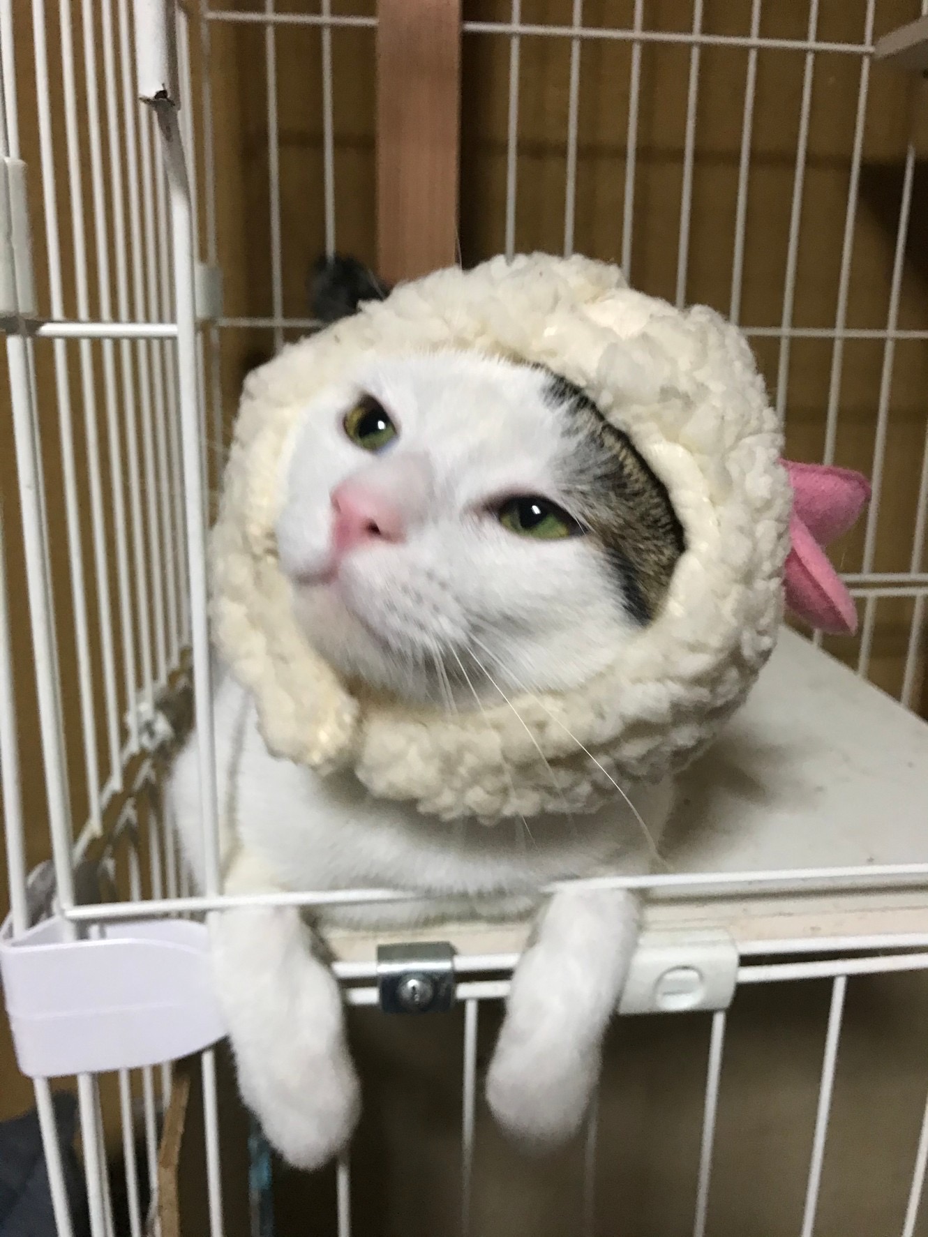 3歳(メス)と5歳(オス)の猫ちゃん！