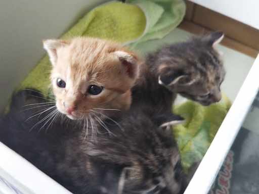 in瀬戸～子猫もいっぱいの譲渡会 ちーむにゃいんず2021年12月4日(土)