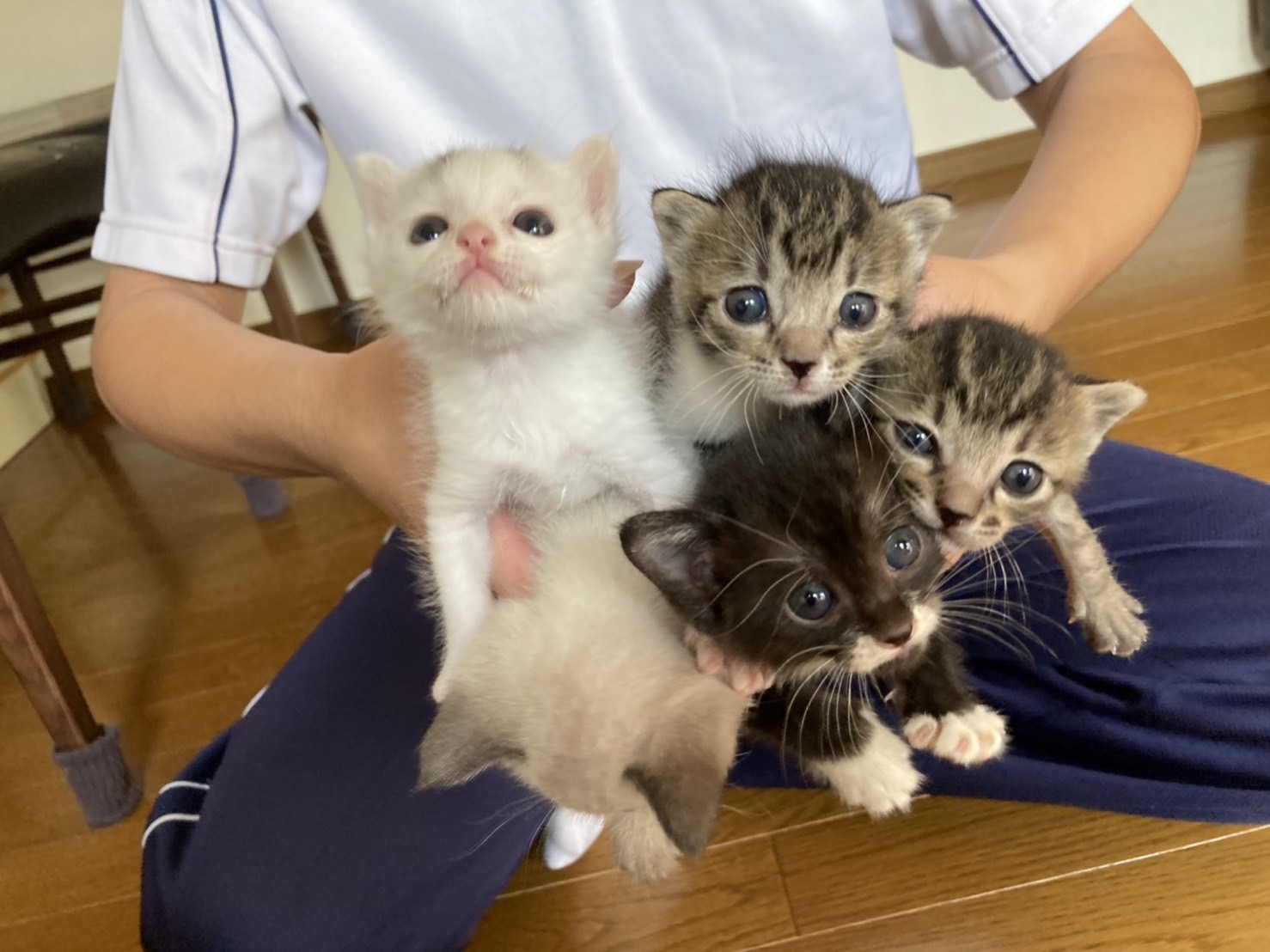 in豊明～子猫もいっぱいの譲渡会 ちーむにゃいんず2021年12月4日(土)