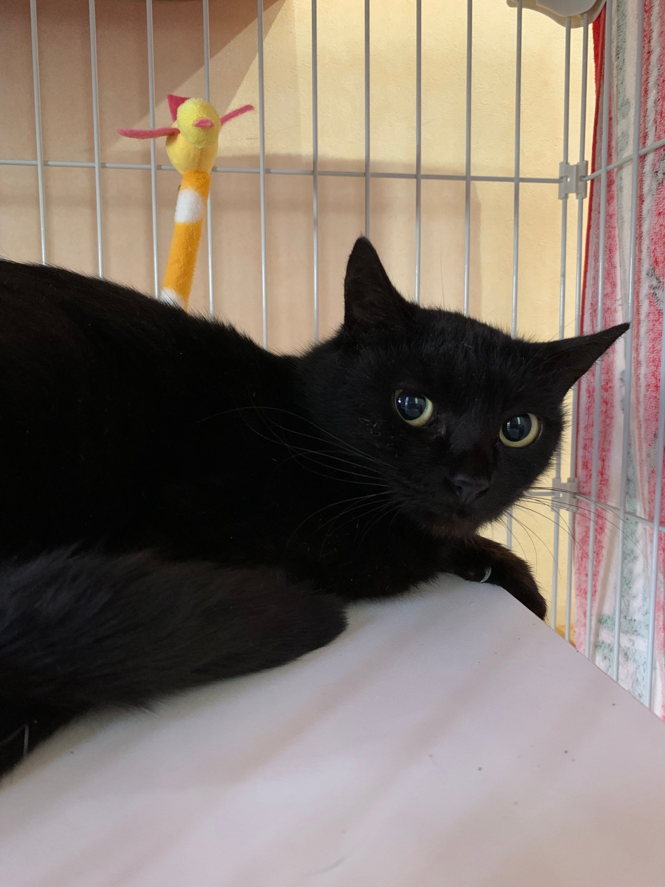 推定年齢1歳目の大きなかわいい黒猫です