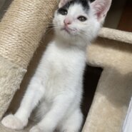 可愛い白黒猫君