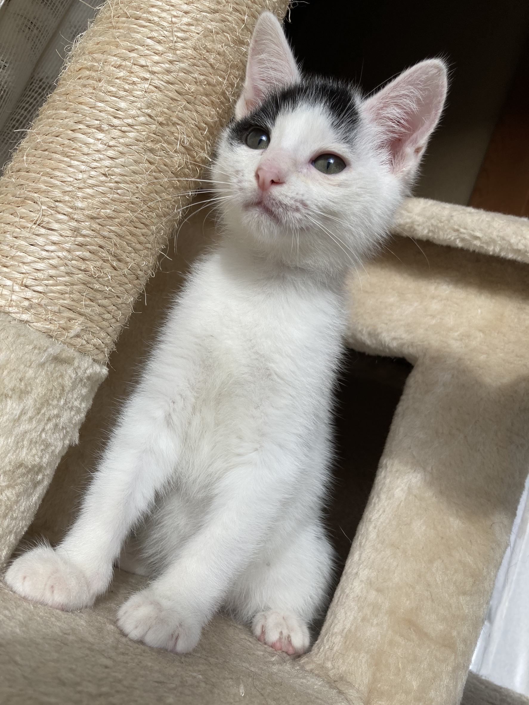 可愛い白黒猫君