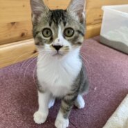 元気いっぱいな男の子