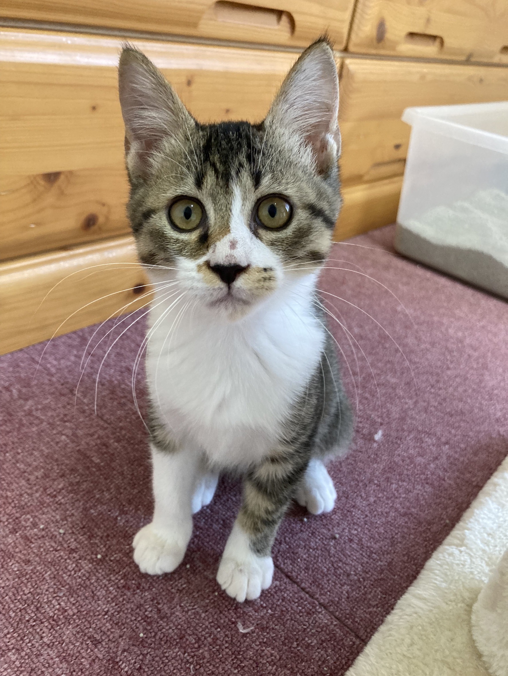 元気いっぱいな男の子