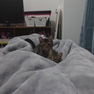 元気いっぱいのキジトラ兄妹