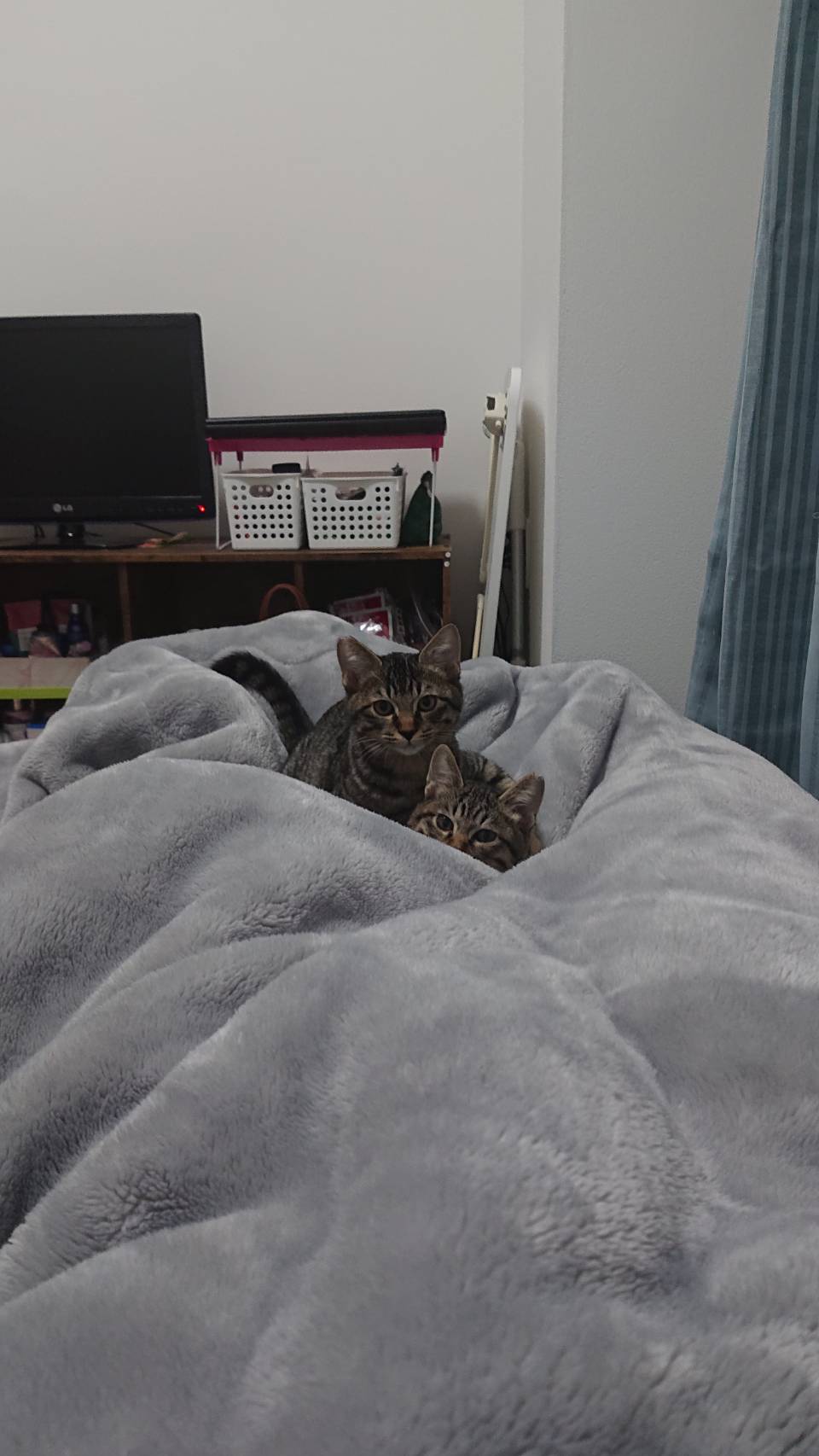 元気いっぱいのキジトラ兄妹