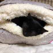 おとなしい黒猫子猫（男の子）です！