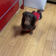 ミニチュアダックス チョコタン大至急