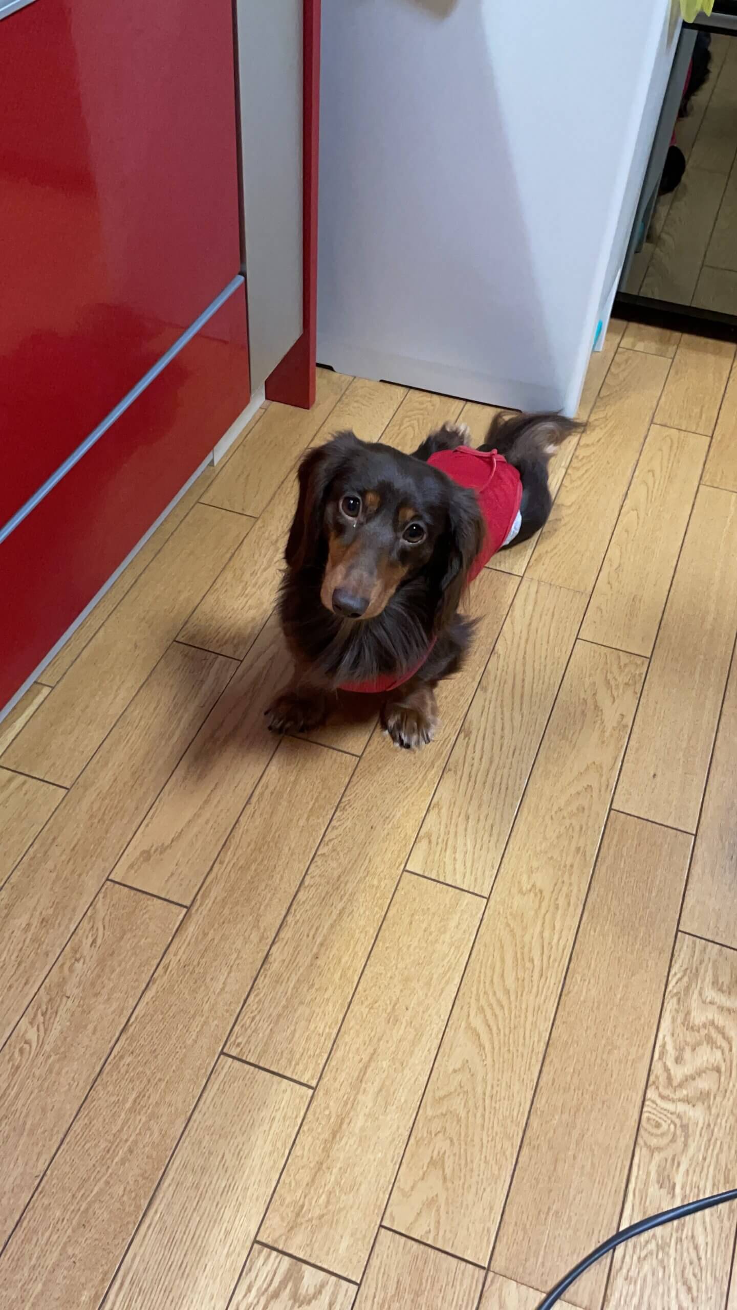 ミニチュアダックス チョコタン大至急