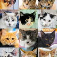 大中小22匹の譲渡会★愛知県みよし市