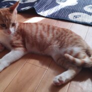 生後3か月の子猫（男の子）　トライアルが決まりました