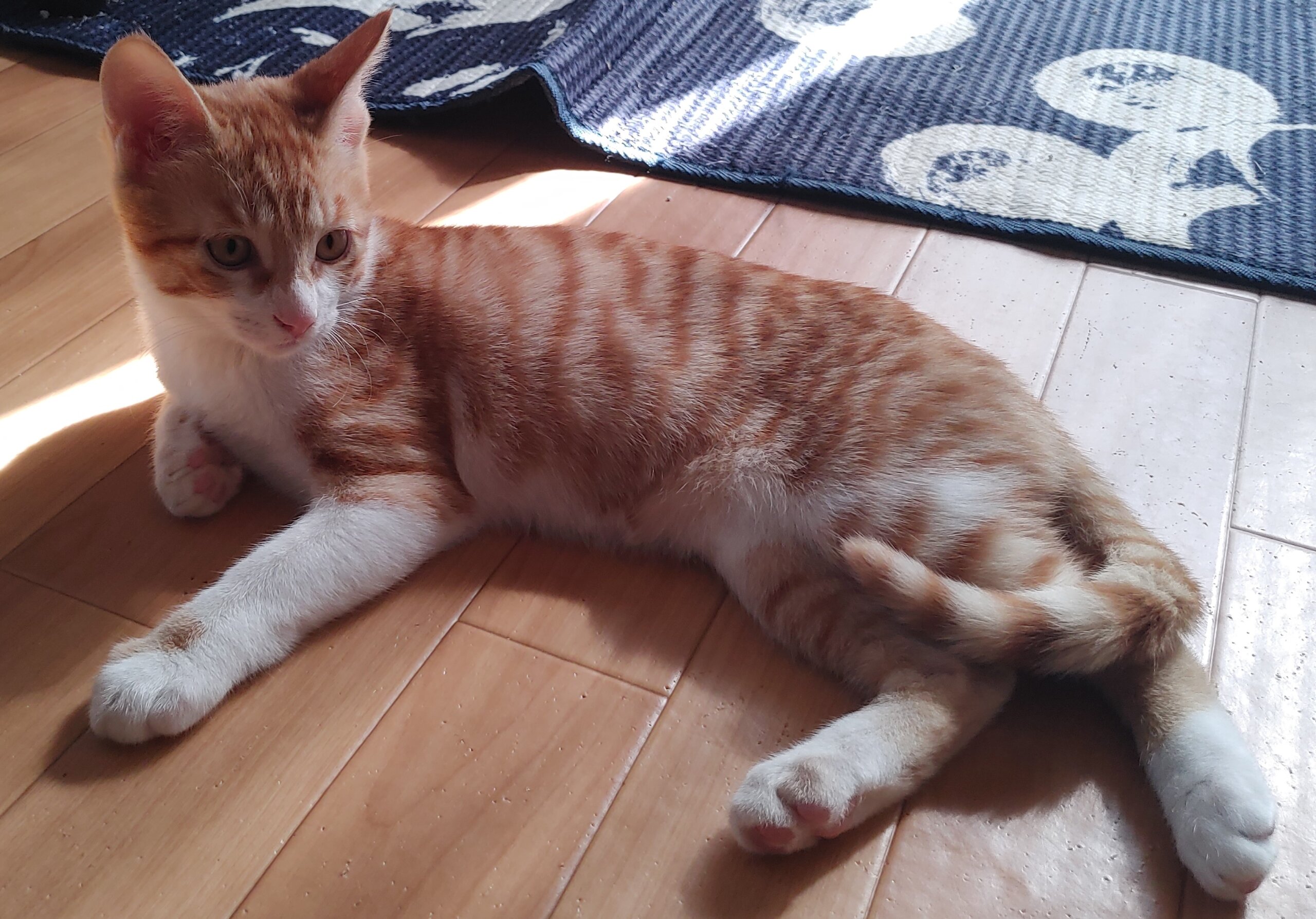 生後3か月の子猫（男の子）　トライアルが決まりました