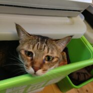 14歳女の子　避妊手術済み　歳より若く見えます