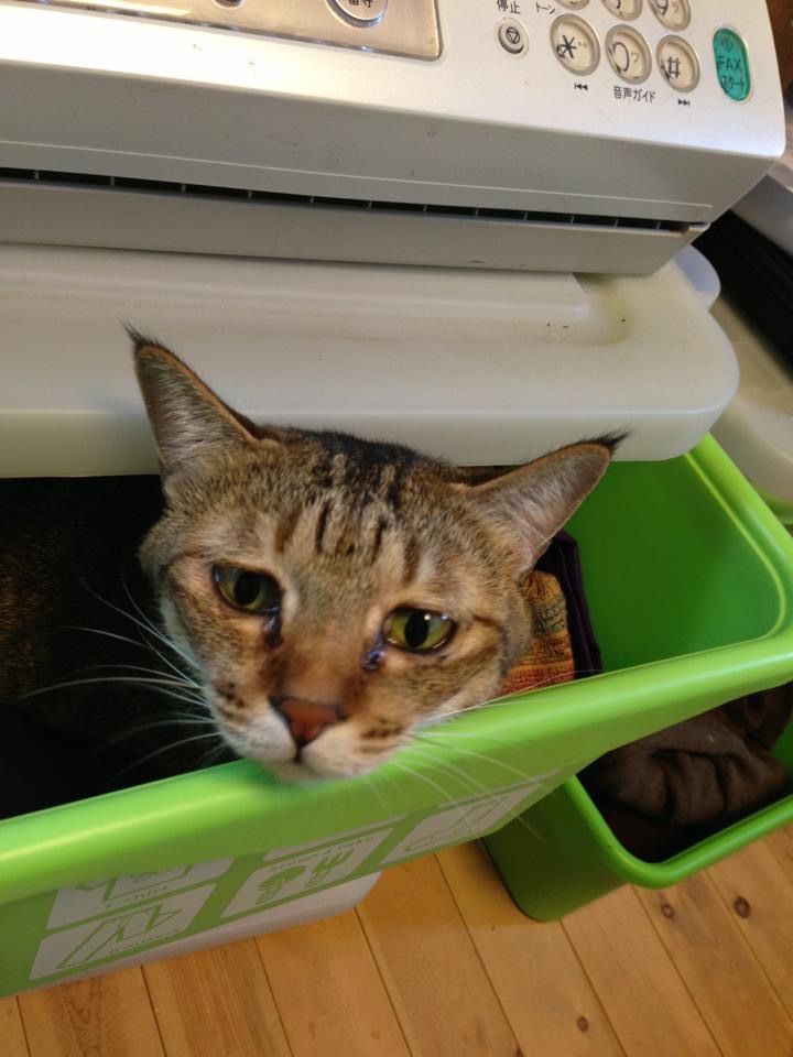 14歳女の子　避妊手術済み　歳より若く見えます