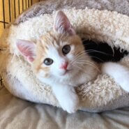 性格もお顔も可愛い仔猫のふつかちゃん！