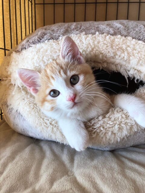 性格もお顔も可愛い仔猫のふつかちゃん！