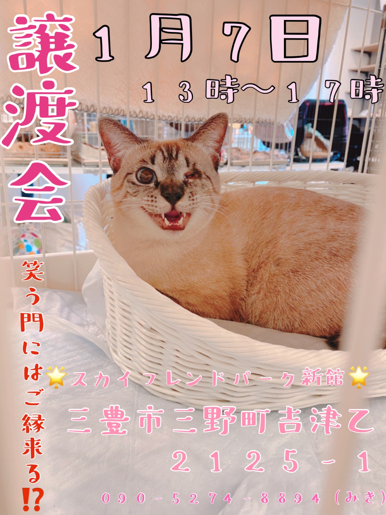 犬猫の譲渡会開催致します