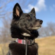 人懐っこい雑種です。