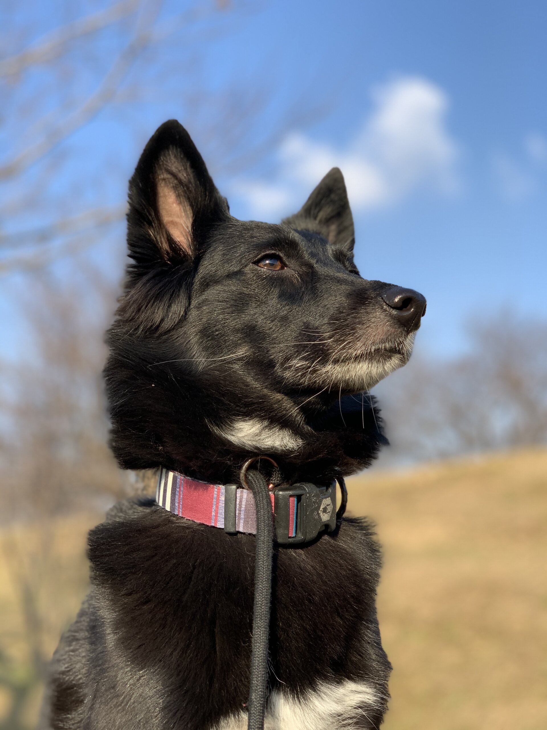 人懐っこい雑種です。