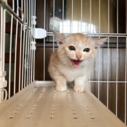 ツンデレ茶トラ子猫のレイちゃん！