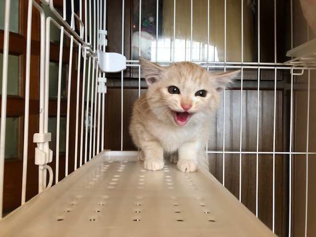 ツンデレ茶トラ子猫のレイちゃん！