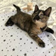 ぴっぴちゃん里親決定(*ˊᵕˋ*)੭ ੈ❤︎