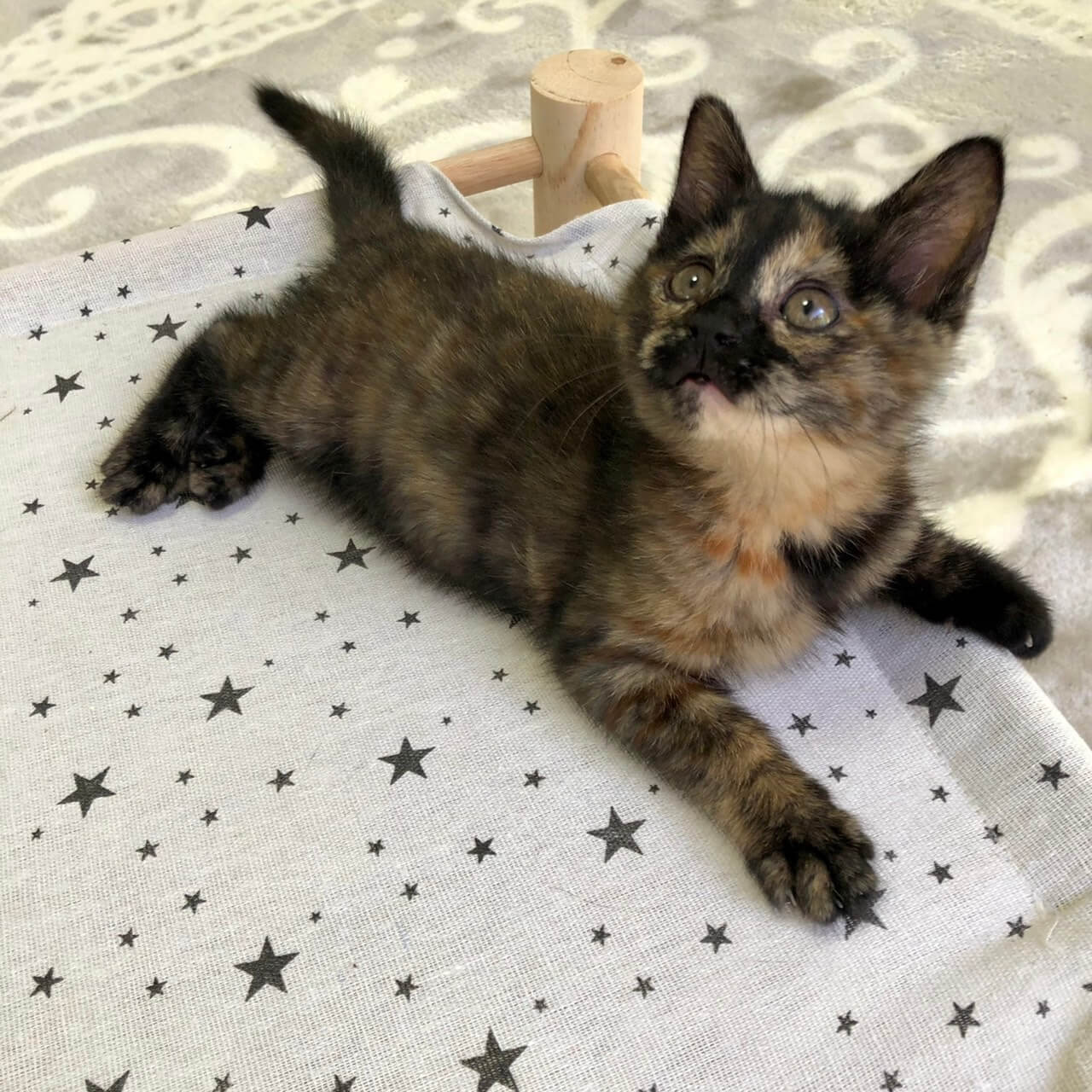 ぴっぴちゃん里親決定(*ˊᵕˋ*)੭ ੈ❤︎