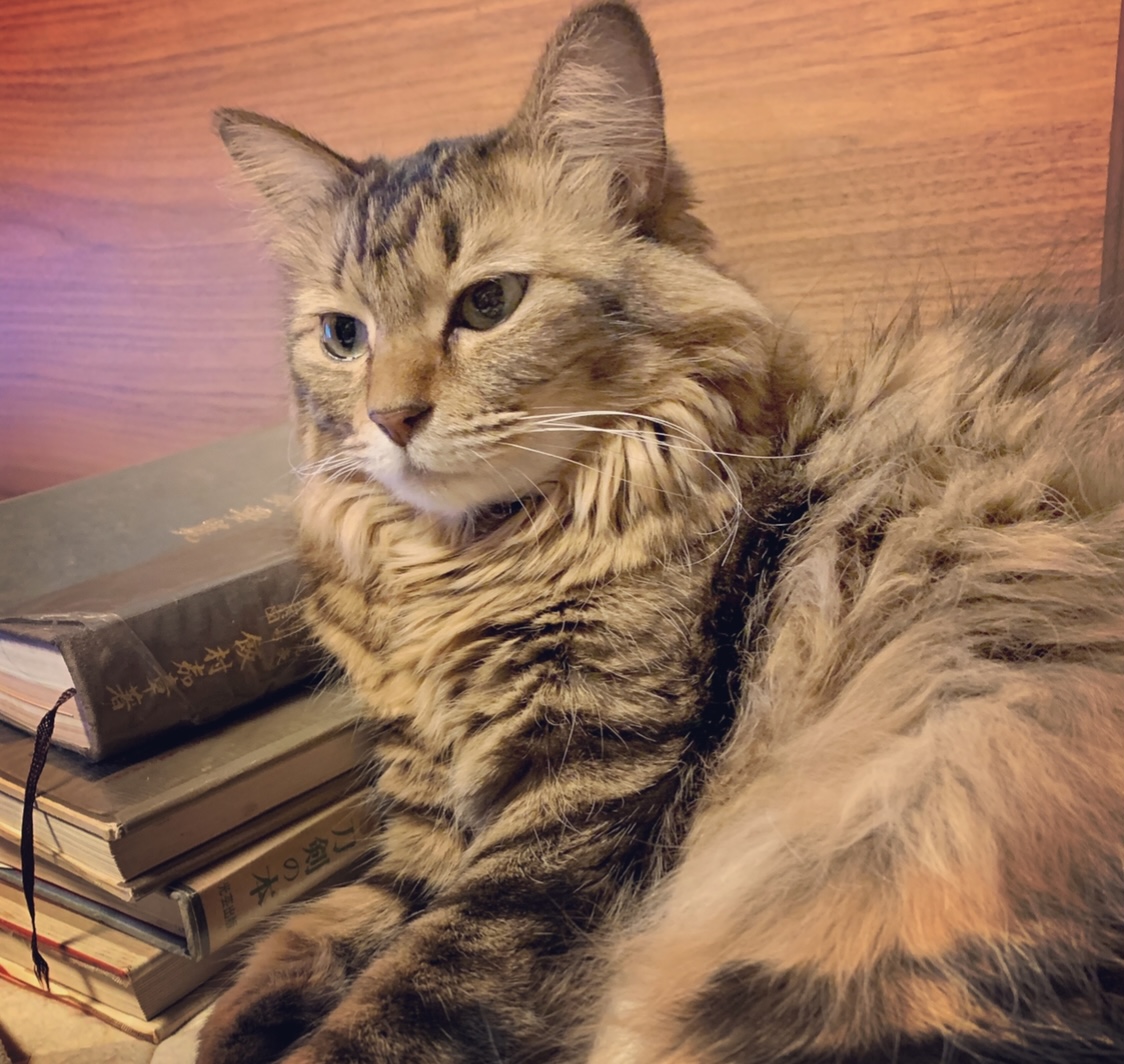 女の子5歳　避妊手術済み、ワクチン済み