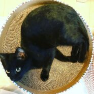 12/19譲渡会　生後半年猫も人も大好きな黒美猫ちゃん