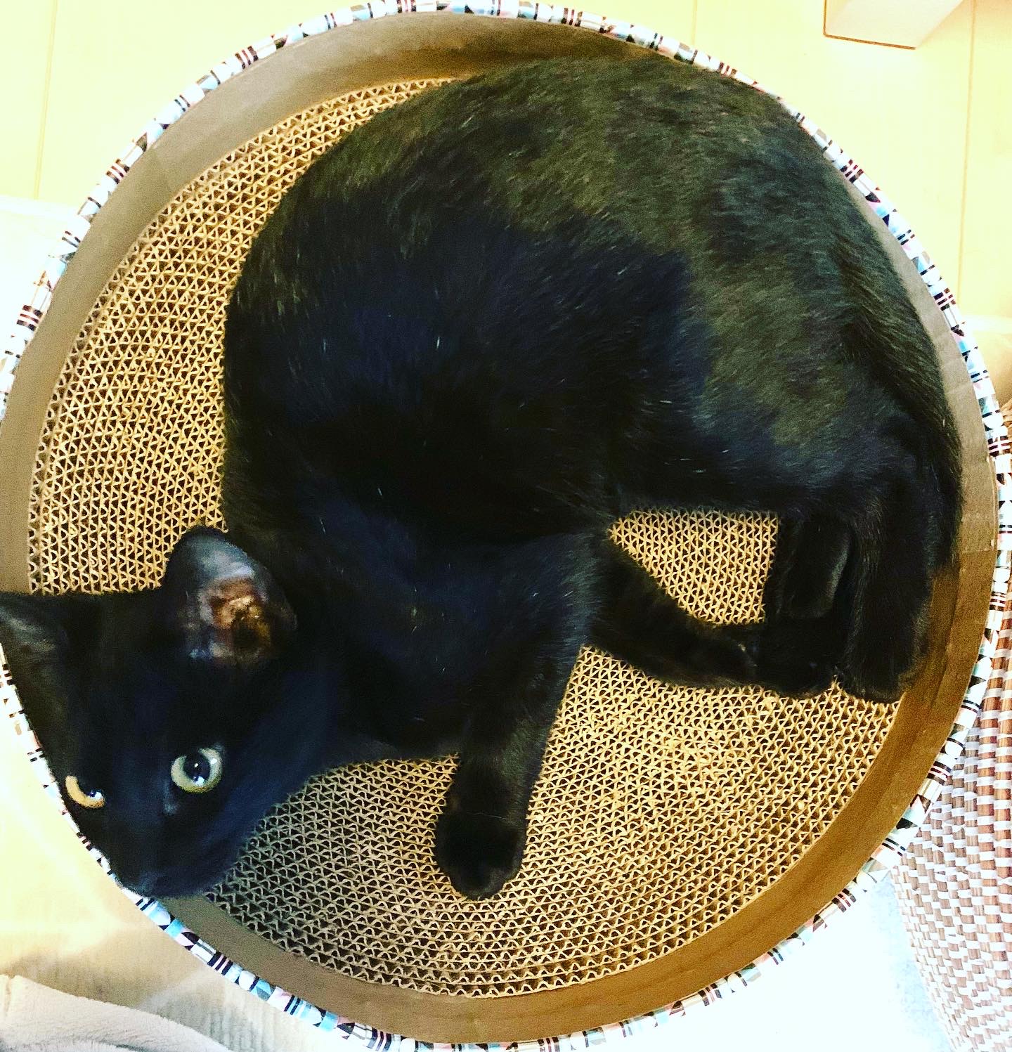 12/19譲渡会　生後半年猫も人も大好きな黒美猫ちゃん