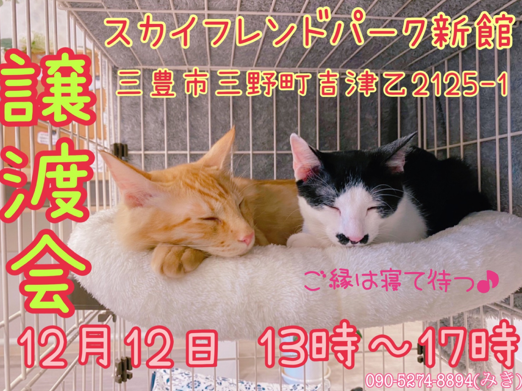 犬猫譲渡会開催致します