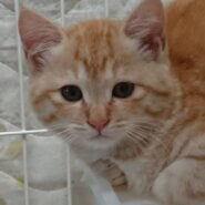 イケニャン薄茶トラ仔猫の大河ちゃん！