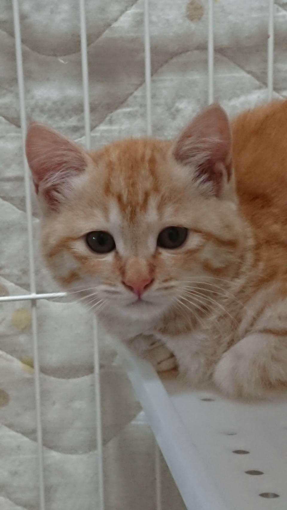 イケニャン薄茶トラ仔猫の大河ちゃん！