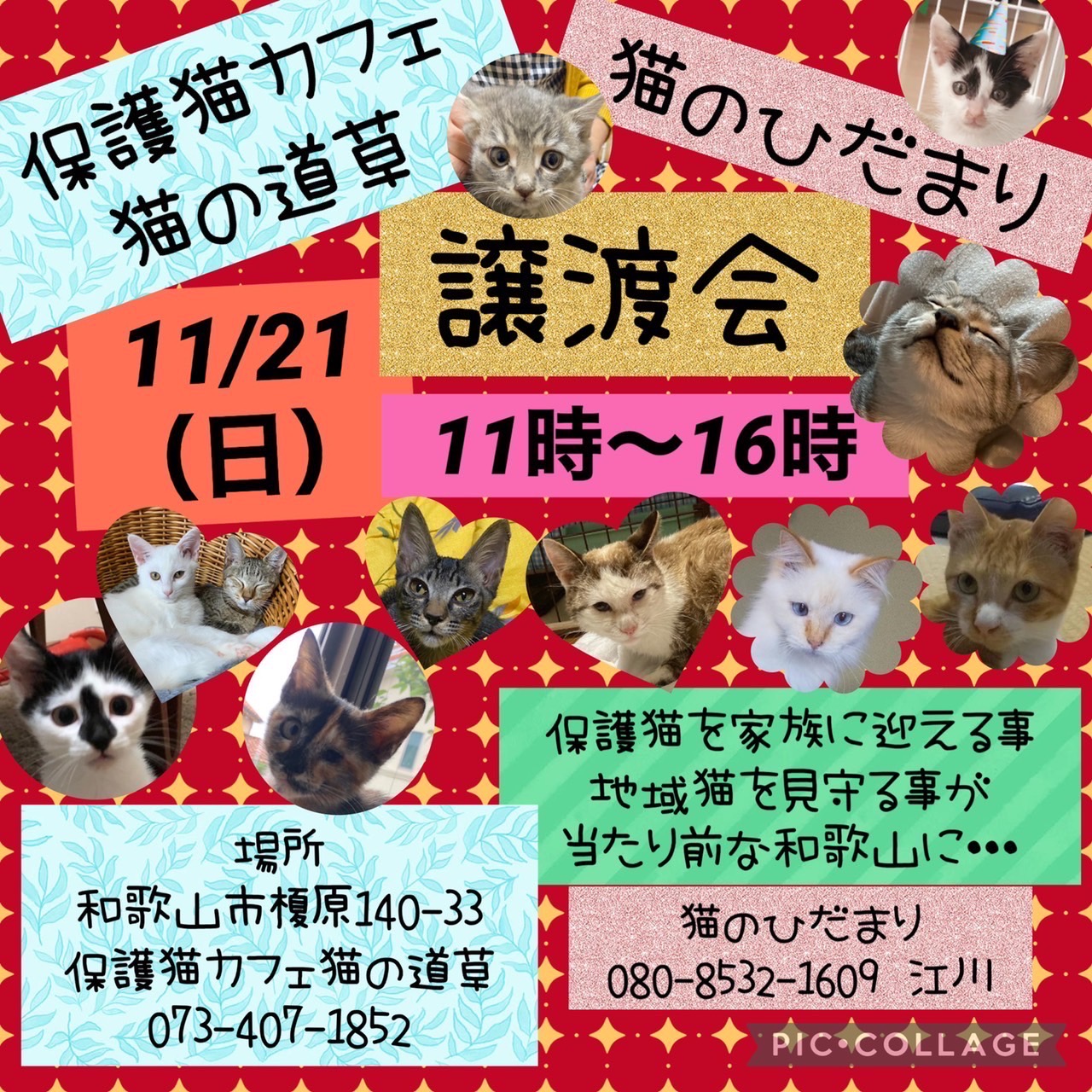 猫の道草＆猫のひだまり　保護猫の譲渡会（毎月第3日曜）