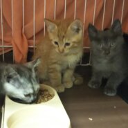 in瀬戸～子猫がいっぱいの譲渡会 ちーむにゃいんず2021年11月20日(土)