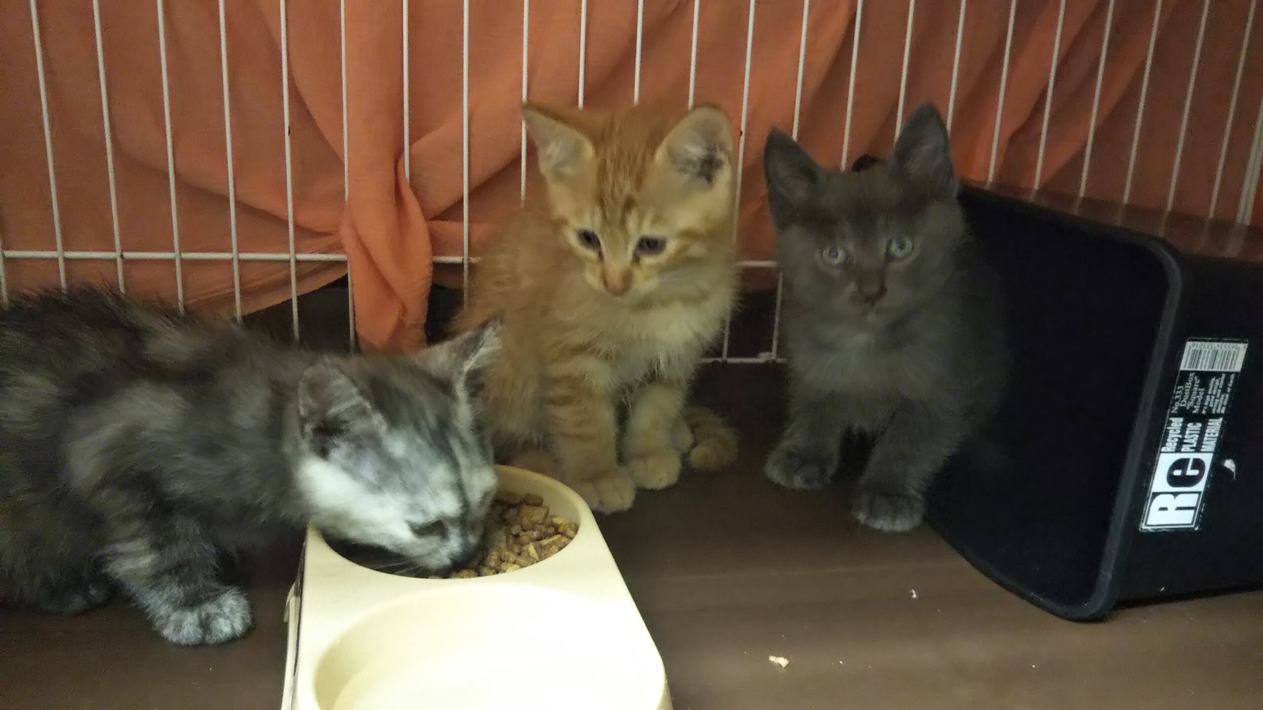 in瀬戸～子猫がいっぱいの譲渡会 ちーむにゃいんず2021年11月20日(土)