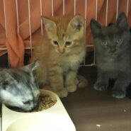 in瀬戸～子猫がいっぱいの臨時譲渡会 ちーむにゃいんず2021年11月23日(火)