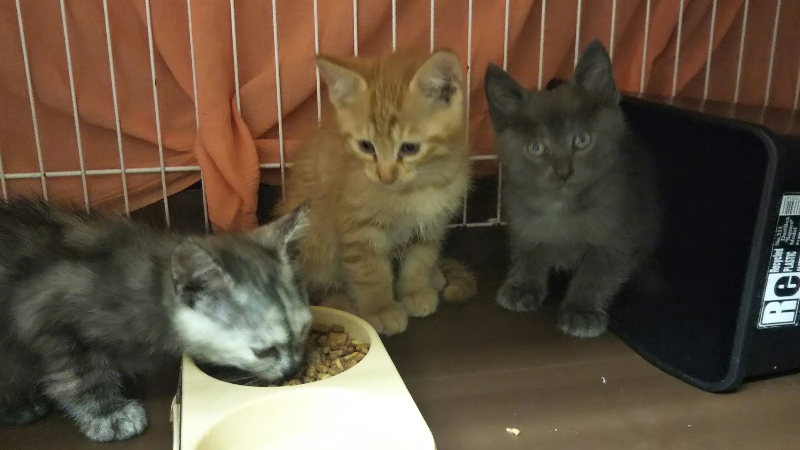 in瀬戸～子猫がいっぱいの臨時譲渡会 ちーむにゃいんず2021年11月23日(火)