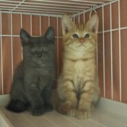 in豊明～子猫がいっぱいの譲渡会 ちーむにゃいんず2021年11月20日(土)